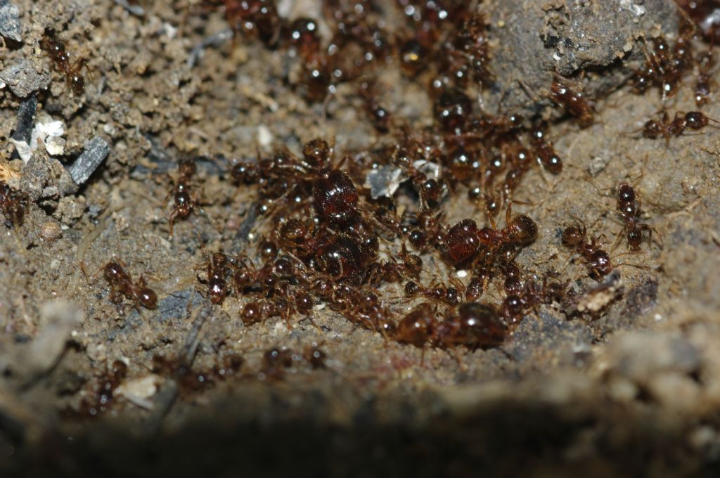 Pheidole pallidula scure